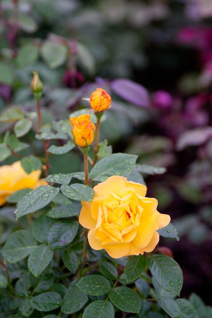 Arbusto de rosas amarillas de jardín