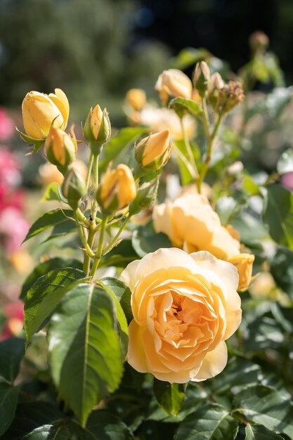 Un arbusto de rosas amarillas