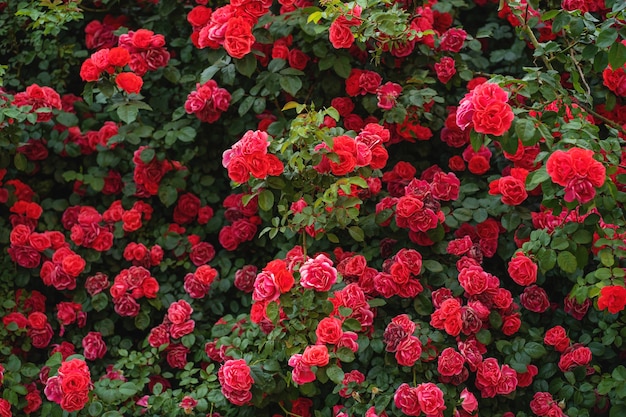 Foto arbusto de rosas en un brillante día de verano