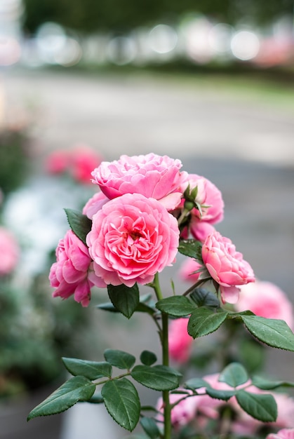 Arbusto de rosas de Elodie Gossuin con flores rosas sobre fondo gris bokeh floreciendo en una ciudad.