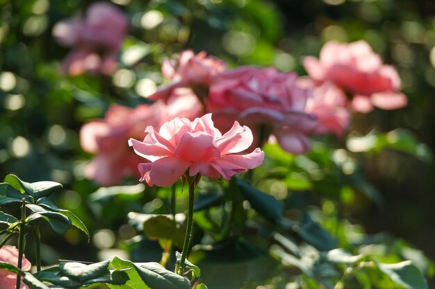 Foto el arbusto de rosas a la luz del sol en verano