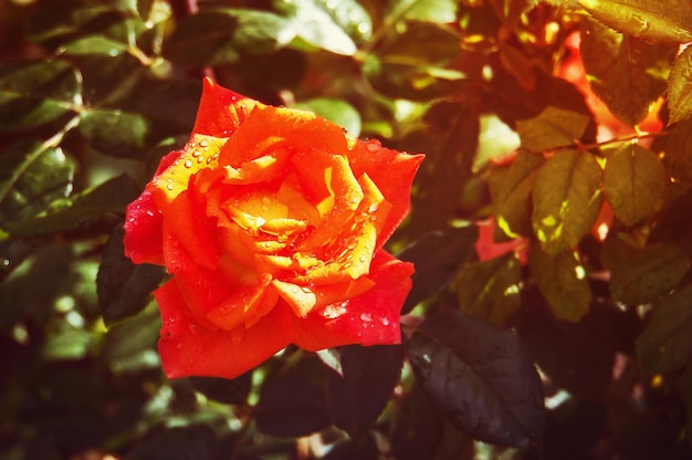 Arbusto de rosas naranjas