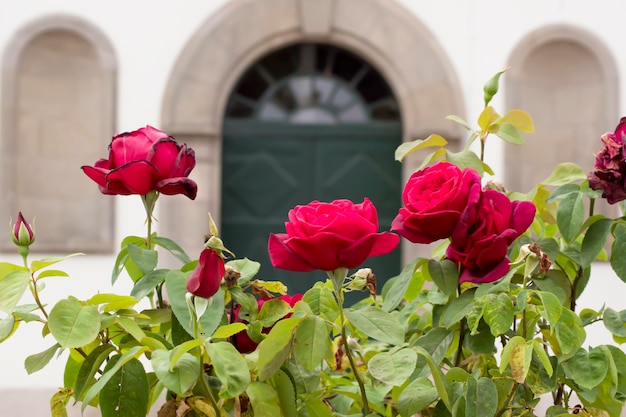 Arbusto de rosas rojas en la ciudad