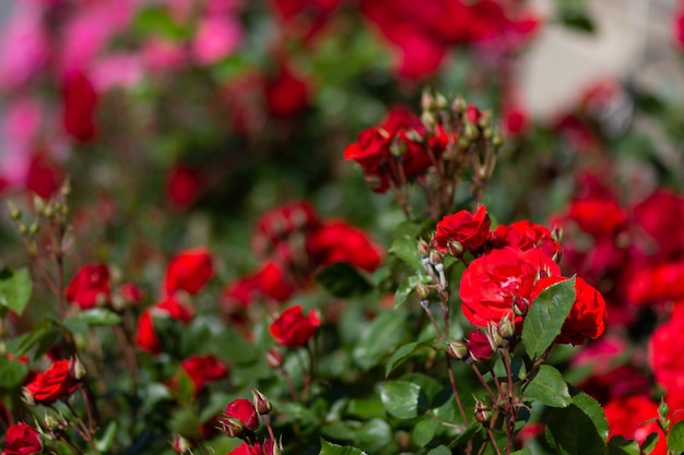 Arbusto de rosas rojas con flores florecientes