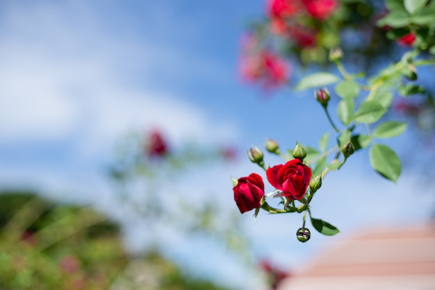 Arbusto de rosas rojas en el jardín, arbusto de rosas rojas contra el cielo azul