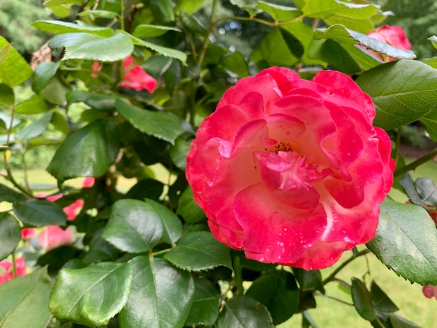 Arbusto de rosas rosadas y delicadas contra el fondo natural