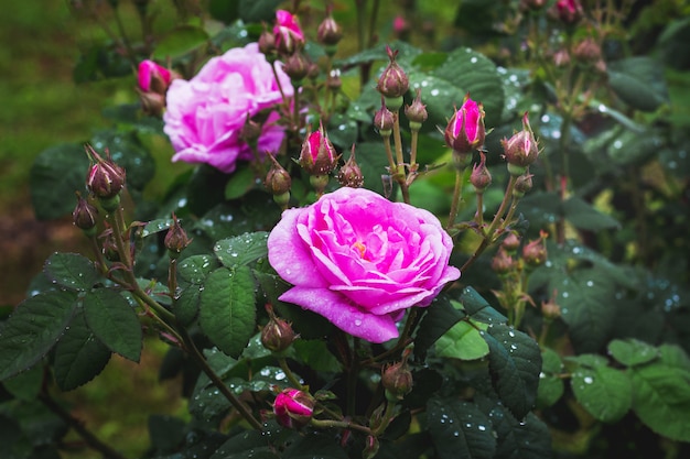 Arbusto de rosas rosadas con gotas de lluvia