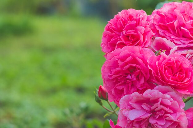 Arbusto de rosas rosadas en un jardín