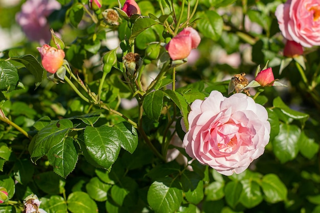 Arbusto de rosas rosadas que florecen en el fondo del jardín