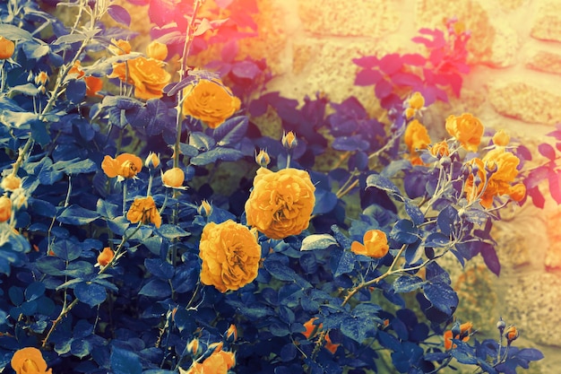 Arbusto de rosas vintage azul amarillo