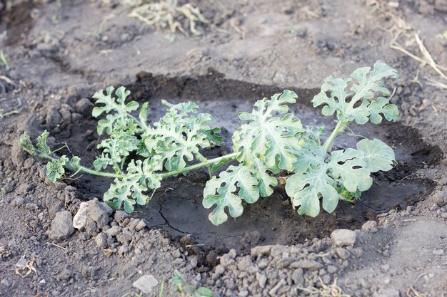 Arbusto de sandía joven, agricultura, agujero de sandía