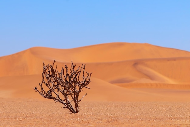 Arbusto seco solitário em um fundo de areias douradas no deserto do Namibe