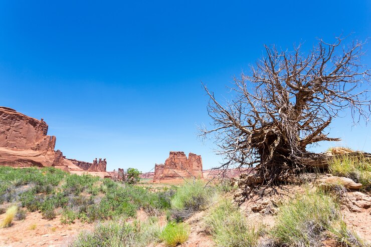 Foto arbusto seco en el valle del desierto.