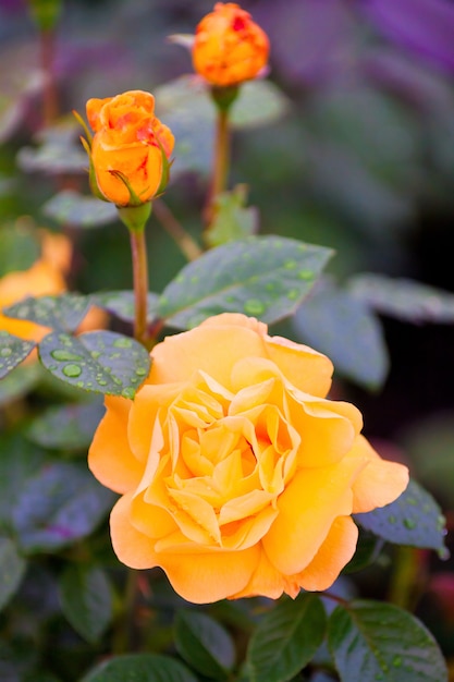 Arbusto de selectivas rosas amarillas de jardín