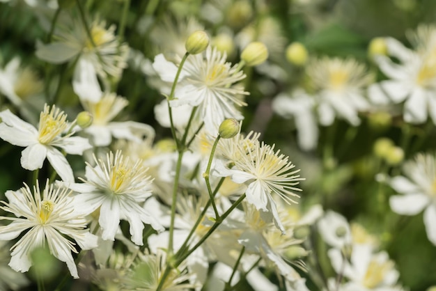 Arbusto selvagem de uma planta com flores brancas fechadas para um fundo natural