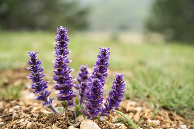 Arbusto solitario de salvia floreciente en el campo