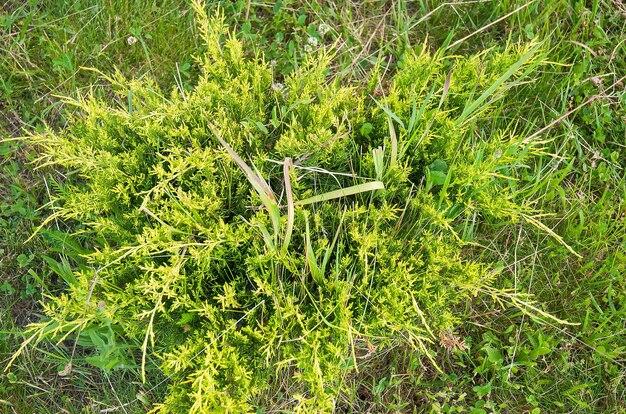 Un arbusto de thuja que necesita ser desmalezado