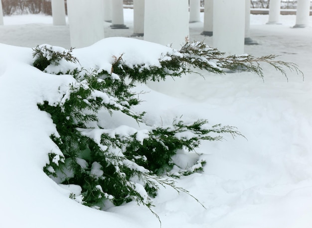 Arbusto de thuya cubierto de nieve en el parque