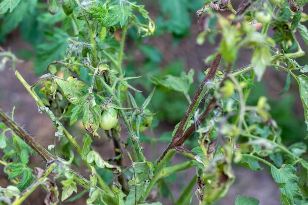 Un arbusto de tomate afectado por el tizón tardío con fruta estropeada prevención de enfermedades de hortalizas