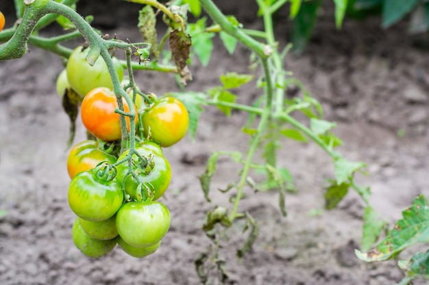Arbusto de tomate con frutos verdes inmaduros y rojos.