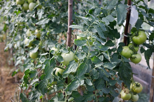 arbusto de tomate en el invernadero