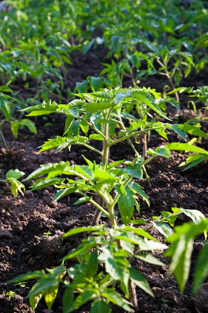 Arbusto de tomate