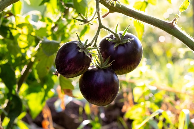 Un arbusto con tomates negros en la cama