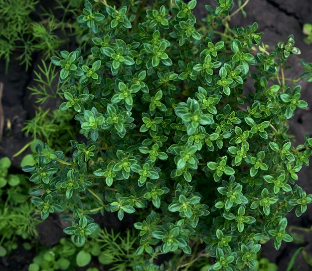 Arbusto de tomillo con hojas verdes en el jardín