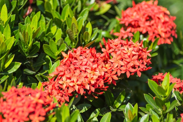 Arbusto tropical con flores rojas.