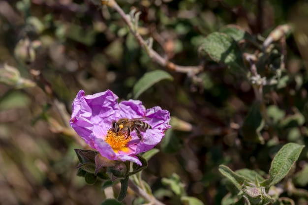 Un arbusto útil Cistus creticus Cistus incanus y abeja recogiendo néctar closeup