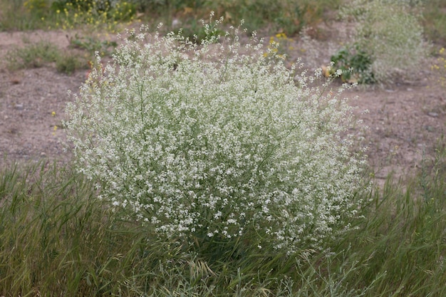 Arbusto verde com flores brancas em um campo verde