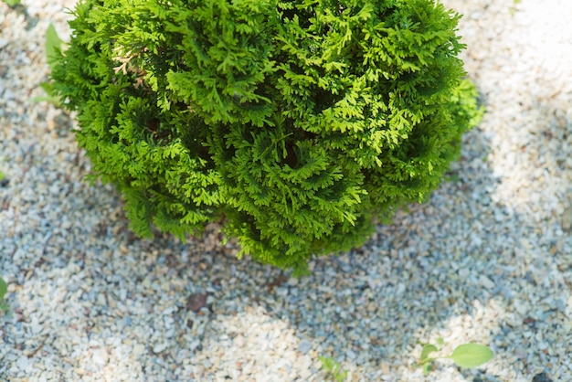 Arbusto verde conífero ornamental no canteiro de flores, close-up.