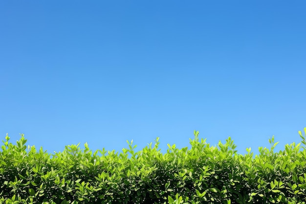 El arbusto verde contra el cielo azul claro copia el espacio para el texto