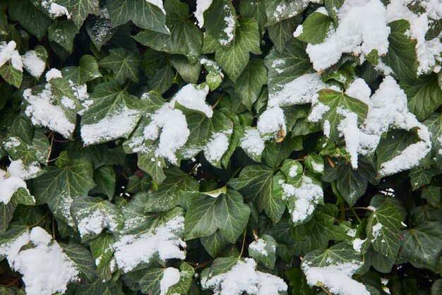 Arbusto verde cubierto de nieve. Nieve en hojas verdes. Primera nieve del invierno.