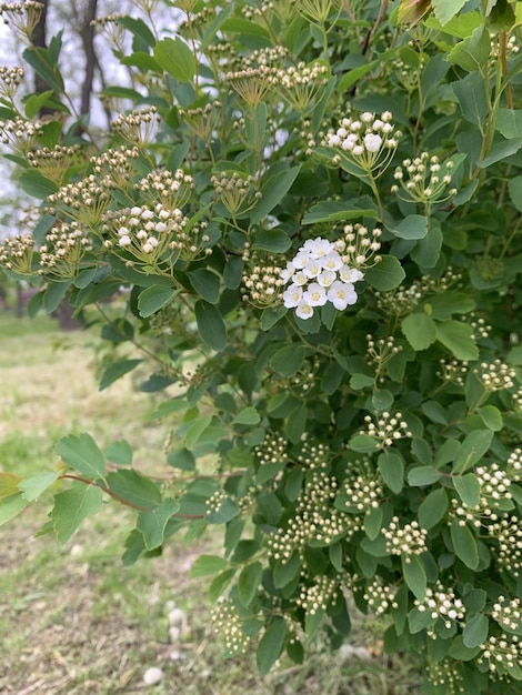 Arbusto verde decorativo con racimos de inflorescencias blancas.