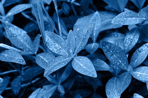 Arbusto verde depois da chuva na cor azul na moda clássica. fundo. Cor do ano.