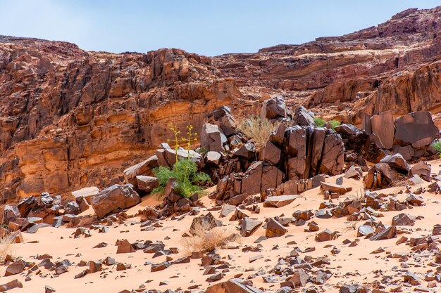 Arbusto verde en el desierto de Wadi Rum Jordan hermoso paisaje diurno