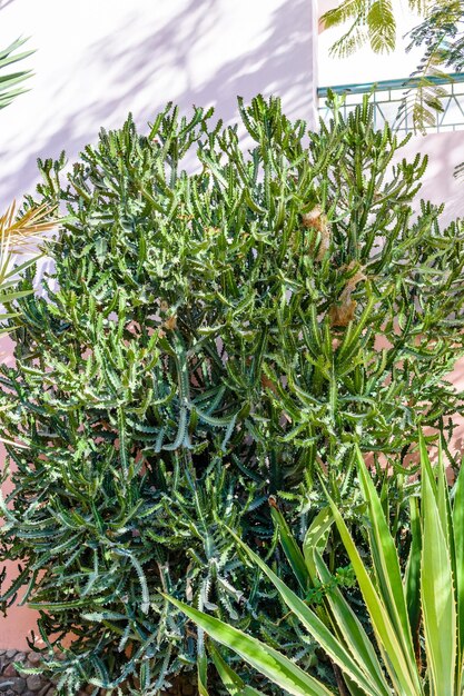 Arbusto verde de la euphorbia trigona que crece en el patio del hotel