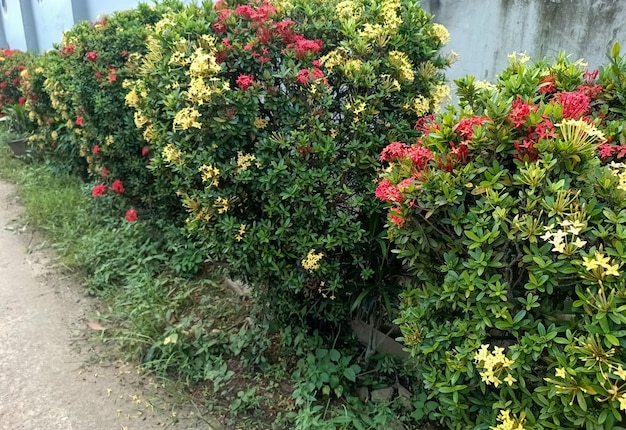 un arbusto verde con flores rojas