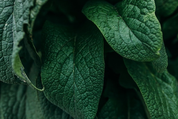 Arbusto verde con fondo de hojas