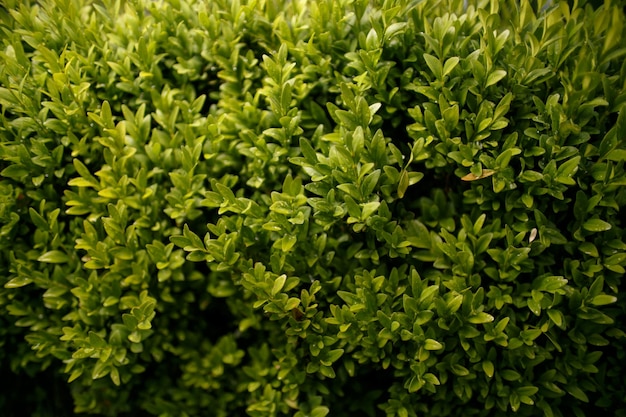 arbusto verde Foto en primer plano de un concepto de arbusto de relajación y estilo de vida saludable