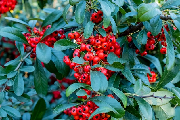 Arbusto verde de frutos rojos oscuros