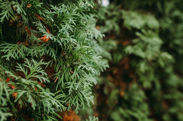 Arbusto verde con hojas