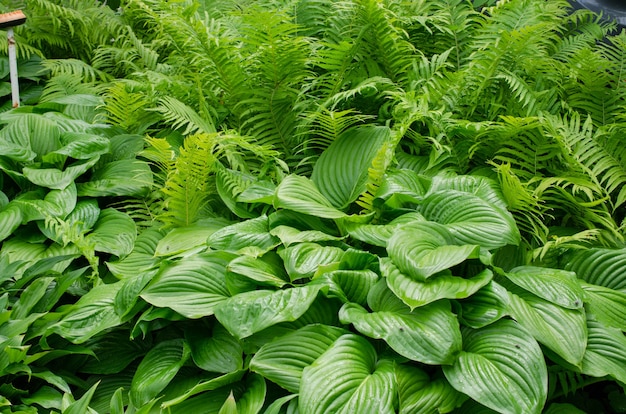 Arbusto verde de Hosta y helecho en verano. Planta decorativa para jardín. Concepto de vida verde. Imagen de fondo de la naturaleza.