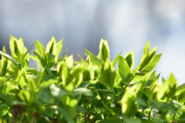 Arbusto verde iluminado por el sol. Fondo de primavera