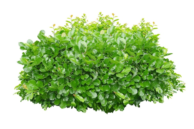 arbusto verde isolado em fundo brancox9
