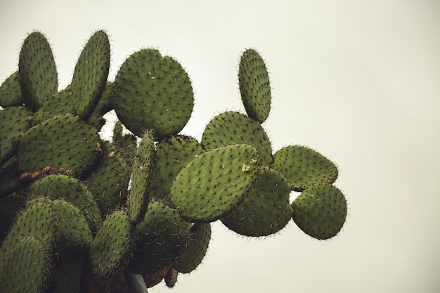 Arbusto verde de nopal México