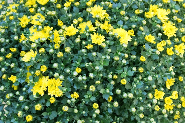 Arbusto verde con pequeñas flores amarillas