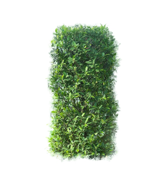 Arbusto verde vertical isolado em branco