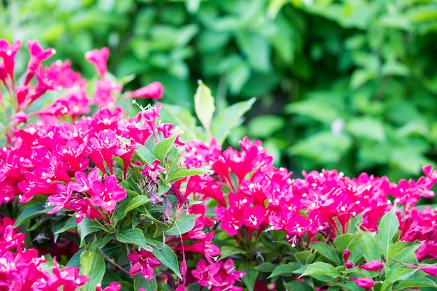 Arbusto vermelho em flor. Red Rhododendron bush